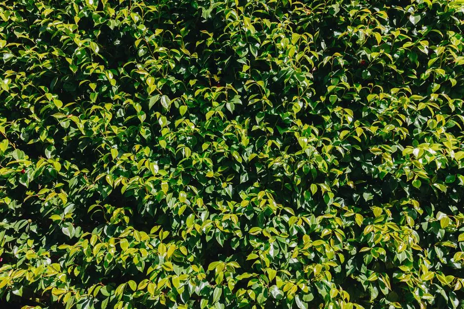 Greens & Outdoors at K RAHEJA NORTH GOA, Panaji