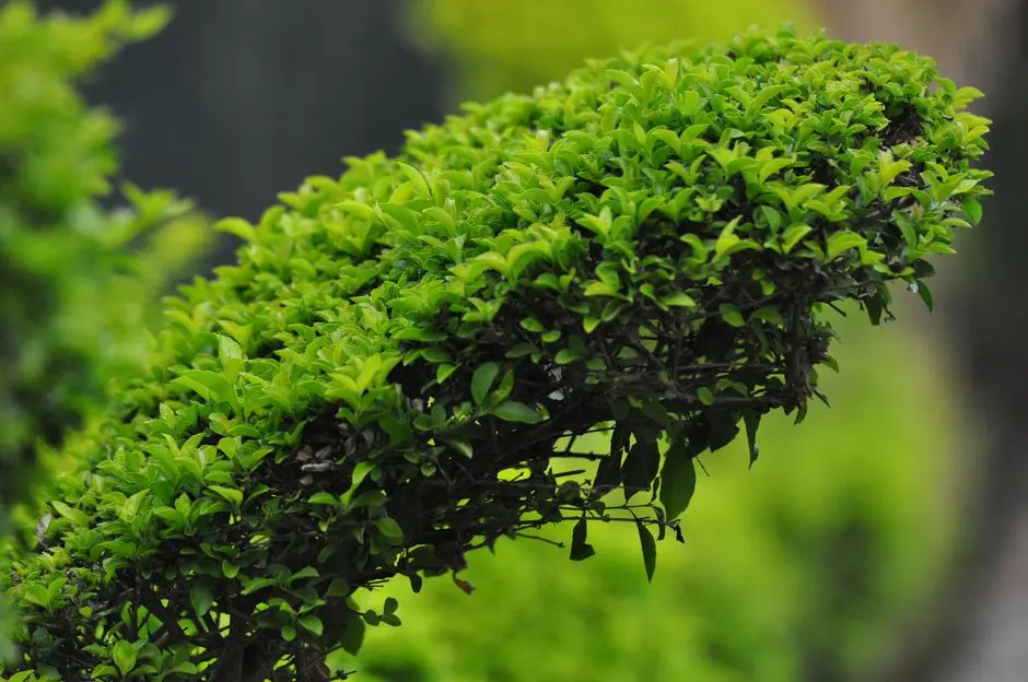 Greens & Outdoors at K RAHEJA MADHAPUR, Hyderabad