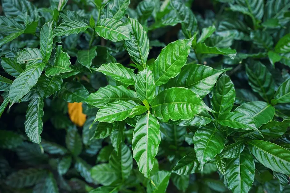 Greens & Outdoors at K RAHEJA ASCENCIO, Raheja Vihar, Chandivali, Mumbai