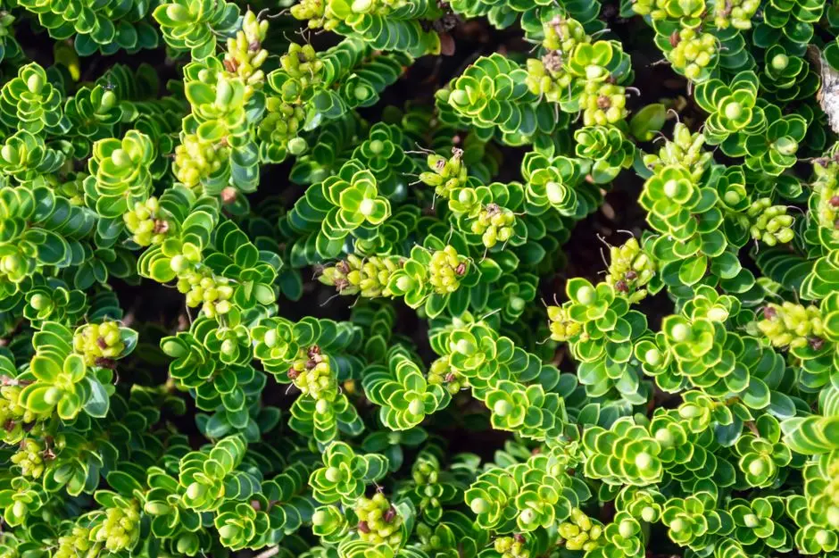 Greens & Outdoors at K RAHEJA VISTAS PREMIERE, Mohammadwadi, Pune