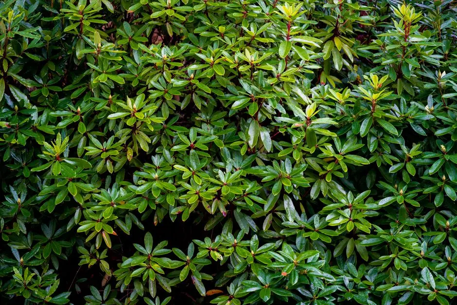 Greens & Outdoors at K RAHEJA VISTAS T4, Mahalunge, Pune